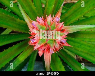 Fleurs d'ananas sur le jardin tropical Banque D'Images