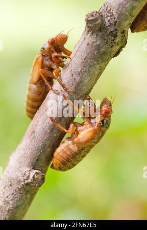 Brood X cicada (Magicicada) nymphe stage, mai 2021 - Virginia USA Banque D'Images