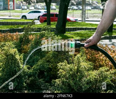 Un employé du service de ville arroser l'herbe et les fleurs de pelouse dans les massifs de fleurs sur le remblai de la ville. La main d'un homme tient une irrigation Banque D'Images