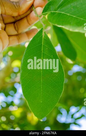 Feuille d'arbre d'ackee Banque D'Images