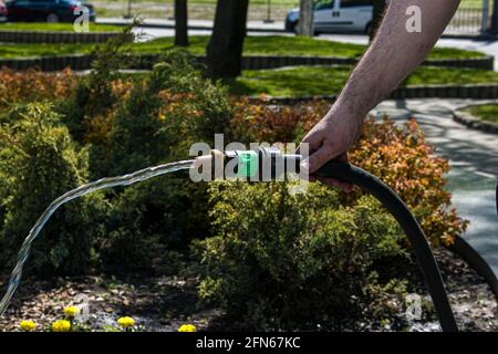 Un employé du service de ville arroser l'herbe et les fleurs de pelouse dans les massifs de fleurs sur le remblai de la ville. La main d'un homme tient une irrigation Banque D'Images