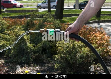 Un employé du service de ville arroser l'herbe et les fleurs de pelouse dans les massifs de fleurs sur le remblai de la ville. La main d'un homme tient une irrigation Banque D'Images