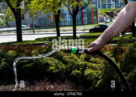 Un employé du service de ville arroser l'herbe et les fleurs de pelouse dans les massifs de fleurs sur le remblai de la ville. La main d'un homme tient une irrigation Banque D'Images