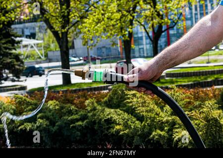 Un employé du service de ville arroser l'herbe et les fleurs de pelouse dans les massifs de fleurs sur le remblai de la ville. La main d'un homme tient une irrigation Banque D'Images