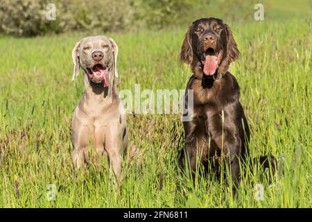 Le matin du printemps sur la chasse avec les chiens. Chien de retriever à plat brun et Weimarane sur un pré de printemps. Saison de chasse. Banque D'Images