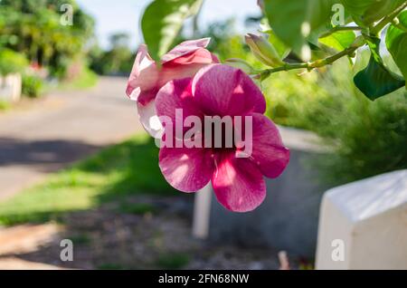 Allamanda pourpre Fleurs Banque D'Images