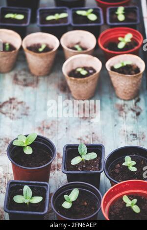 Jeunes plants de tournesol (Helianthus annuus) dans des pots à l'extérieur pour durcir après acclimatation avant d'être plantés. Concept de Grow Your Own Banque D'Images