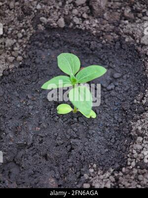 Jeunes plants de tournesol (Helianthus annuus) nouvellement plantés à l'extérieur et aqueux. Concept de maison, élever, fragile, en développement, Banque D'Images