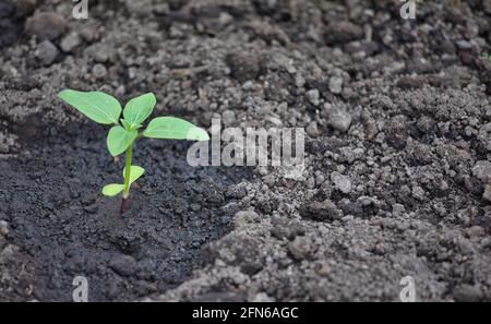 Jeunes plants de tournesol (Helianthus annuus) nouvellement plantés à l'extérieur et aqueux. Concept de maison, élever, fragile, en développement, Banque D'Images