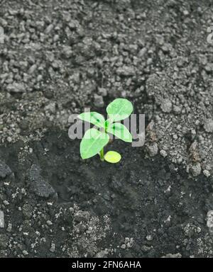 Jeunes plants de tournesol (Helianthus annuus) nouvellement plantés à l'extérieur et aqueux. Concept de maison, élever, fragile, en développement, Banque D'Images