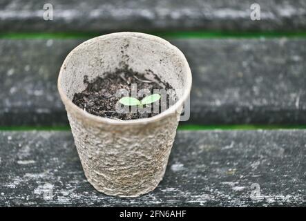 Semis de tournesol (Helianthus annuus) germant dans un pot de tourbe de fibres biodégradables. Concept sans plastique, biodégradabilité, biodégradable Banque D'Images