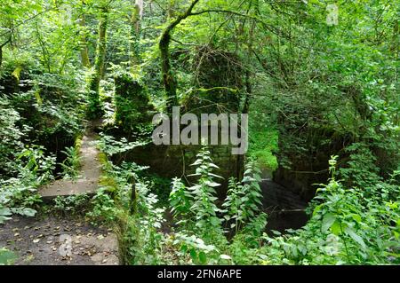 Arbres et autres plantes qui poussent au-dessus de la vieille usine de fer, des coquillages, des Fussells' Lower Works.Ceci est un site biologique d'intérêt scientifique spécial, dans le Banque D'Images