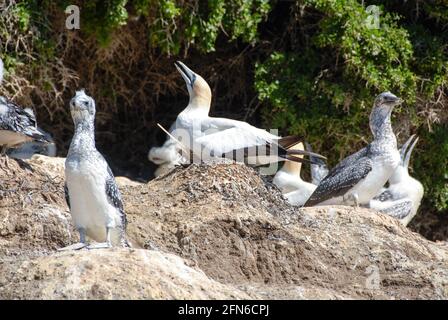 Maman, je vais être punk! Oh non ! Des gannets pour jeunes et adultes au Cap des kidnappeurs près de Napier, en Nouvelle-Zélande. Banque D'Images