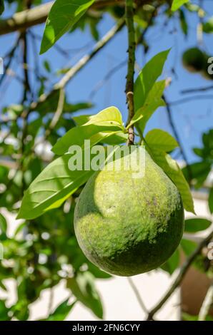 Poire d'avocat de cerneaux et Banque D'Images