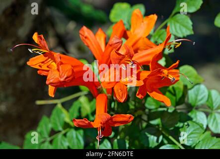 Fleurs de chèvrefeuille de Cap (Tecoma capensis) Banque D'Images