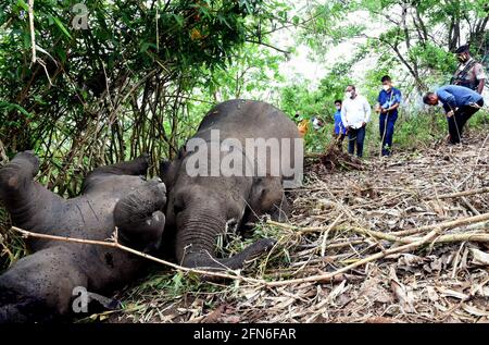 Nagaon, Inde. 14 mai 2021. Des carcasses d'éléphants sont observées dans le district de Nagaon, dans l'État d'Assam, dans le nord-est de l'Inde, le 14 mai 2021. Selon les rapports préliminaires des responsables forestiers, au moins 18 éléphants auraient été tués par la foudre. Credit: STR/Xinhua/Alay Live News Banque D'Images