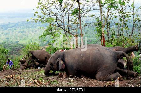 Nagaon, Inde. 14 mai 2021. Des carcasses d'éléphants sont observées dans le district de Nagaon, dans l'État d'Assam, dans le nord-est de l'Inde, le 14 mai 2021. Selon les rapports préliminaires des responsables forestiers, au moins 18 éléphants auraient été tués par la foudre. Credit: STR/Xinhua/Alay Live News Banque D'Images