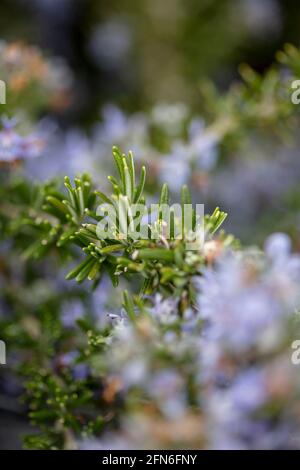 Gros plan de la plante naturelle de Rosmarinus officinalis – queue de bœuf en fleur avec feuillage aromatique Banque D'Images