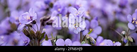 Panorama des fleurs de l'échelle de Jacob, Polemonium 'Bleu céleste', au printemps Banque D'Images