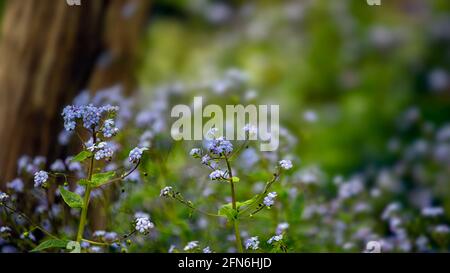 Gros plan de fleurs de Lungwort, Pulmonaria 'Blue Ensign', croissant à l'ombre d'un arbre au printemps Banque D'Images