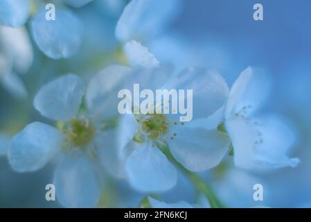 branche de cerisier d'oiseau avec fleurs isolées sur fond blanc Banque D'Images
