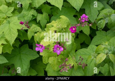 Plantes à fleurs violettes ou à fleurs ou framboises de Virginie. Rubus odoratus fleurs et feuilles Banque D'Images