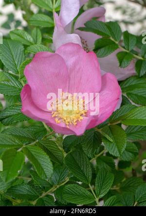 Rose rosa rugosa avec des feuilles froissées. Branches de roses sauvages Banque D'Images