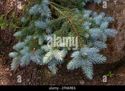 Branche d'épinette bleue ou de picea pungens avec aiguilles de couleur bleu-vert. Conifères. Banque D'Images