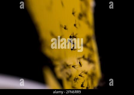 Gnats gnats à ailes foncées collés au papier adhésif jaune. Banque D'Images