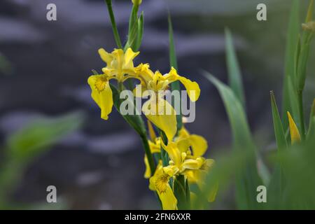 Iris d'eau avec feuillage visible de près Banque D'Images