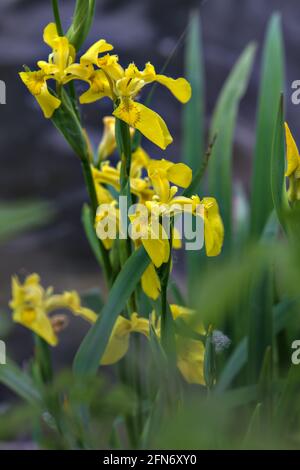 Iris d'eau avec feuillage visible de près Banque D'Images