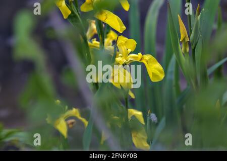 Iris d'eau avec feuillage visible de près Banque D'Images