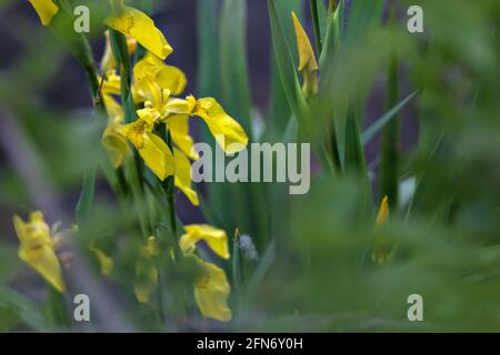 Iris d'eau avec feuillage visible de près Banque D'Images