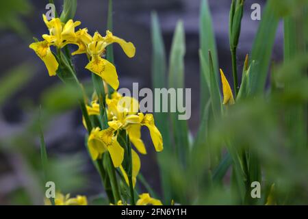Iris d'eau avec feuillage visible de près Banque D'Images