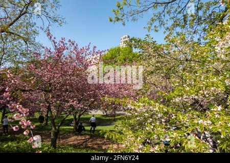 Les cerisiers Kwanzan offrent un merveilleux Splash de couleur rose vive au parc de Cental au printemps, NYC, Etats-Unis Banque D'Images