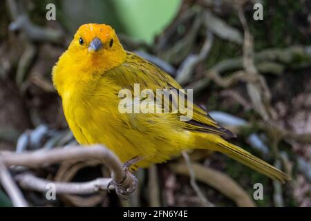 Canari atlantique, un petit oiseau sauvage brésilien. Le Crithagra flaviventris jaune canari est un petit oiseau de passereau de la famille finch. Banque D'Images