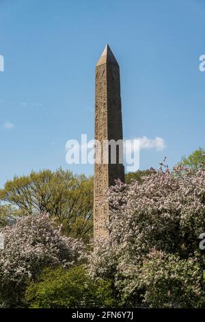 Cleopatra's Needle obélisque est entouré d'arbres de Magnolia qui fleurit au printemps, Central Park, NYC, USA Banque D'Images