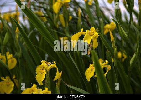 Iris d'eau avec feuillage visible de près Banque D'Images