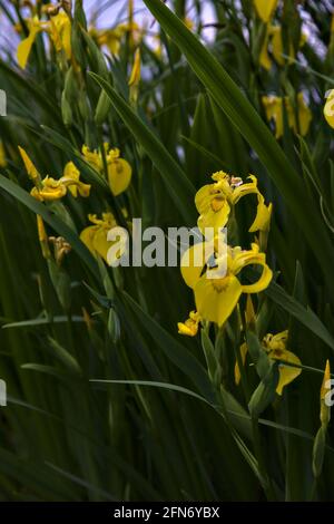 Iris d'eau avec feuillage visible de près Banque D'Images