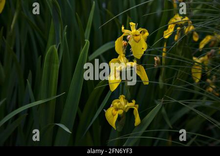 Iris d'eau avec feuillage visible de près Banque D'Images