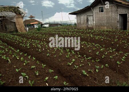 Maisons et champ agricole dans le village agricole de Sarongge, à l'extérieur du parc national du Mont Gede Pangrango à l'ouest de Java, en Indonésie. Les terres agricoles ont été réduites par les bâtiments, ce qui a forcé les villageois à se tourner vers des moyens de subsistance alternatifs. Les villageois qui sont habitués à fonctionner à l'intérieur du parc reçoivent des formations pour commencer des visites guidées en écotourisme, des fermes de chèvres et de lapins, la production de savon à main, et des fermes biologiques, entre autres. Banque D'Images