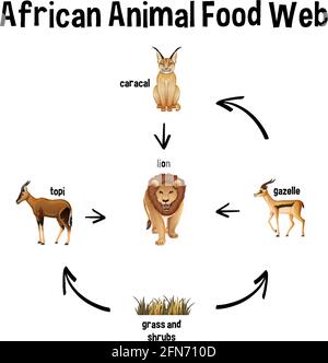 African Animal Food Web pour l'illustration de l'éducation Illustration de Vecteur