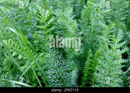 Achillea millefolium LAISSE SEULEMENT Common Yarrow – finement disséquées comme des feuilles vertes fernifères, mai, Angleterre, Royaume-Uni Banque D'Images