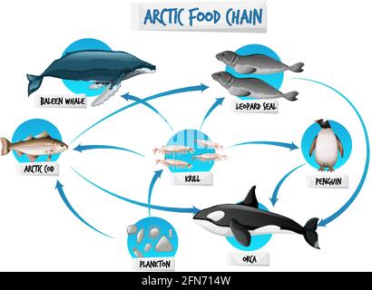 Illustration du concept de diagramme de la chaîne alimentaire arctique Illustration de Vecteur