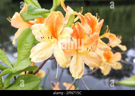 Azalea / Rhododendron ‘Golden Flare’ fleurs jaunes en forme d’entonnoir avec une tache orange, mai, Angleterre, Royaume-Uni Banque D'Images