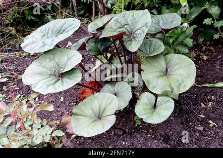 Ligularia dentata feuilles de ‘Othello’ plante léopard Othello – grandes feuilles rondes vertes teintées de bronze avec bords dentelés, mai, Angleterre, Royaume-Uni Banque D'Images