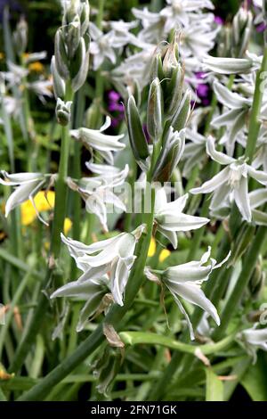 Ornithogalum umbellatum Garden star-of-Bethlehem – pointes de fleurs blanches avec dos de pétale vert, mai, Angleterre, Royaume-Uni Banque D'Images