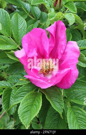 Rosa rugosa «Rubra» (Ru) Rose Ramanas Rose – fleurs simples rose foncé et feuilles mi-vertes ridées, mai, Angleterre, Royaume-Uni Banque D'Images