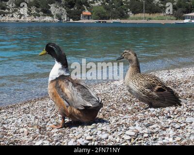 Canards colverts mâles et femelles adultes, debout sur un rivage grec Banque D'Images