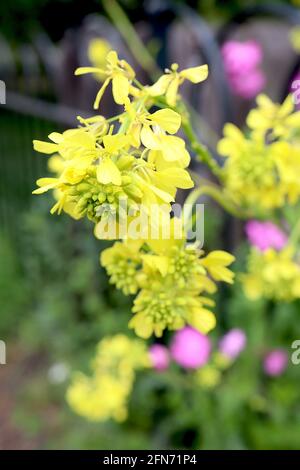 Sinapsis arvensis carlock moutarde – fleurs jaunes avec pétales en forme de coeur et amas de boutons de fleurs, mai, Angleterre, Royaume-Uni Banque D'Images